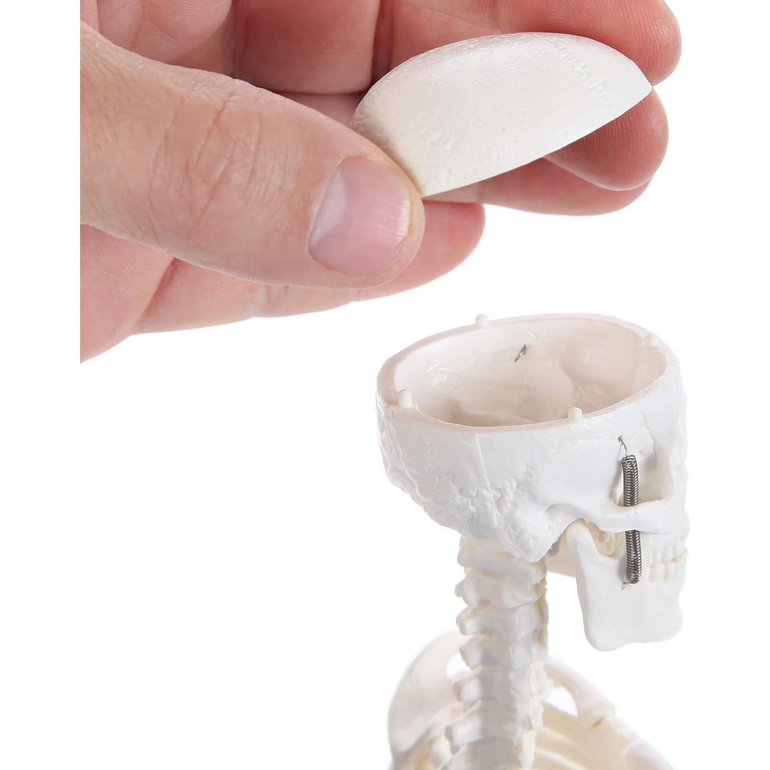 Modelo de Esqueleto Humano 48cm Laboratorio de Anatomía