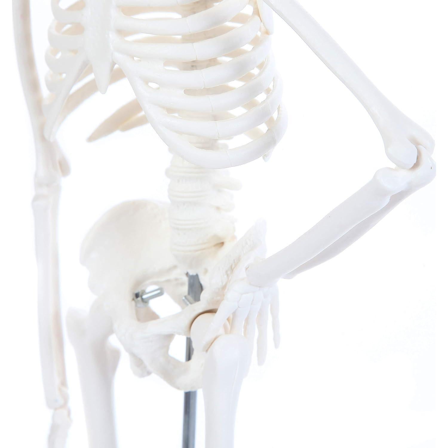 Modelo de Esqueleto Humano 48cm Laboratorio de Anatomía