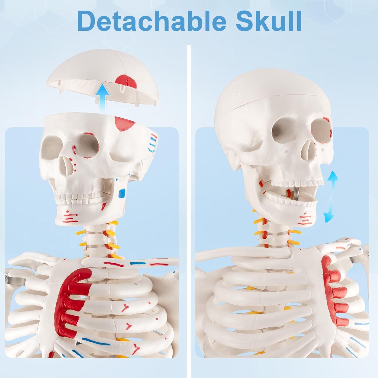 Esqueleto Humano Mini TYRRDE 84.8 cm con Brazos Removibles
