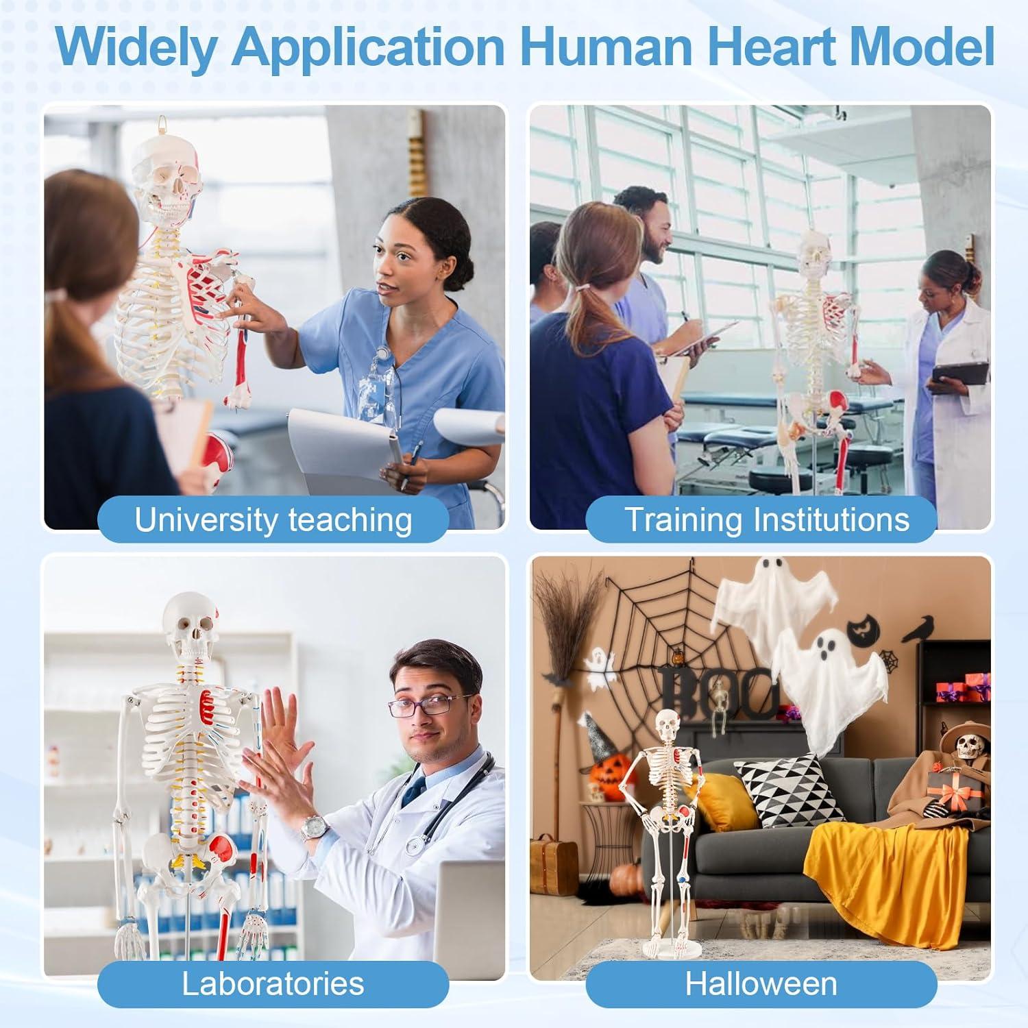 Esqueleto Humano Mini TYRRDE 84.8 cm con Brazos Removibles