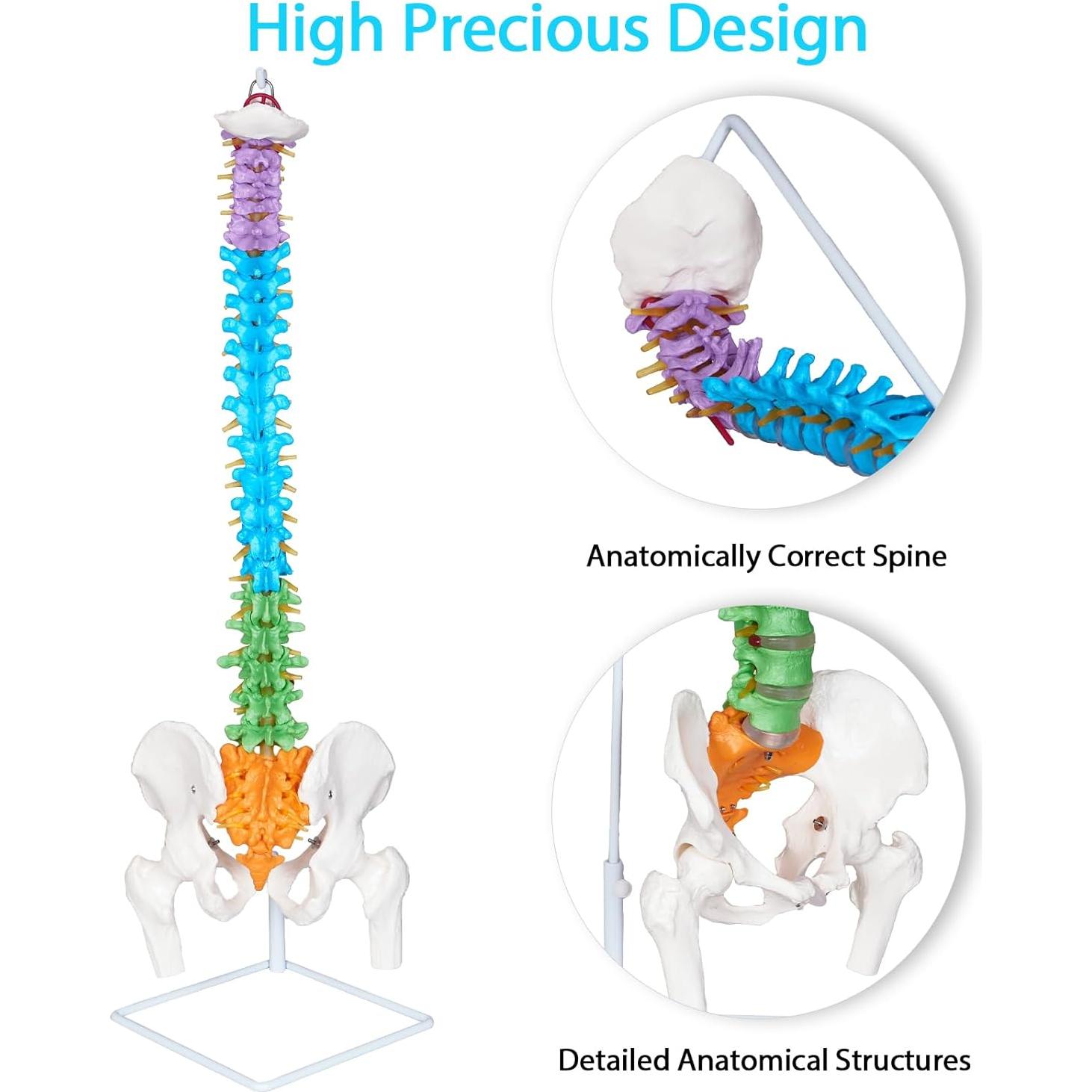 Modelo de Columna Vertebral NLShan 87.9 cm Anatómico Flexible