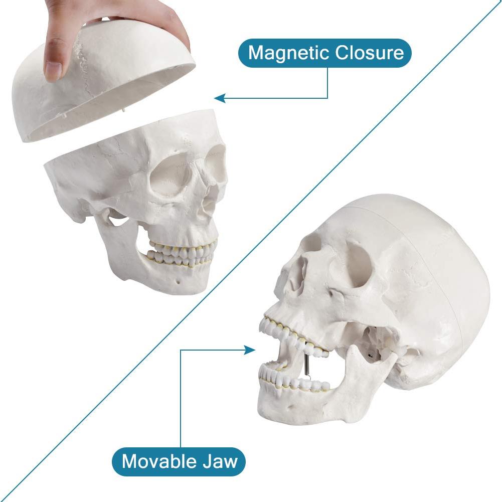 Esqueleto Humano Disarticulado Breesky 206 Huesos 3 Partes