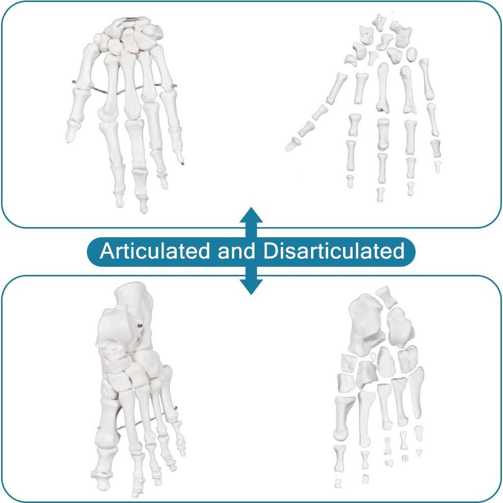 Esqueleto Humano Disarticulado Breesky 206 Huesos 3 Partes