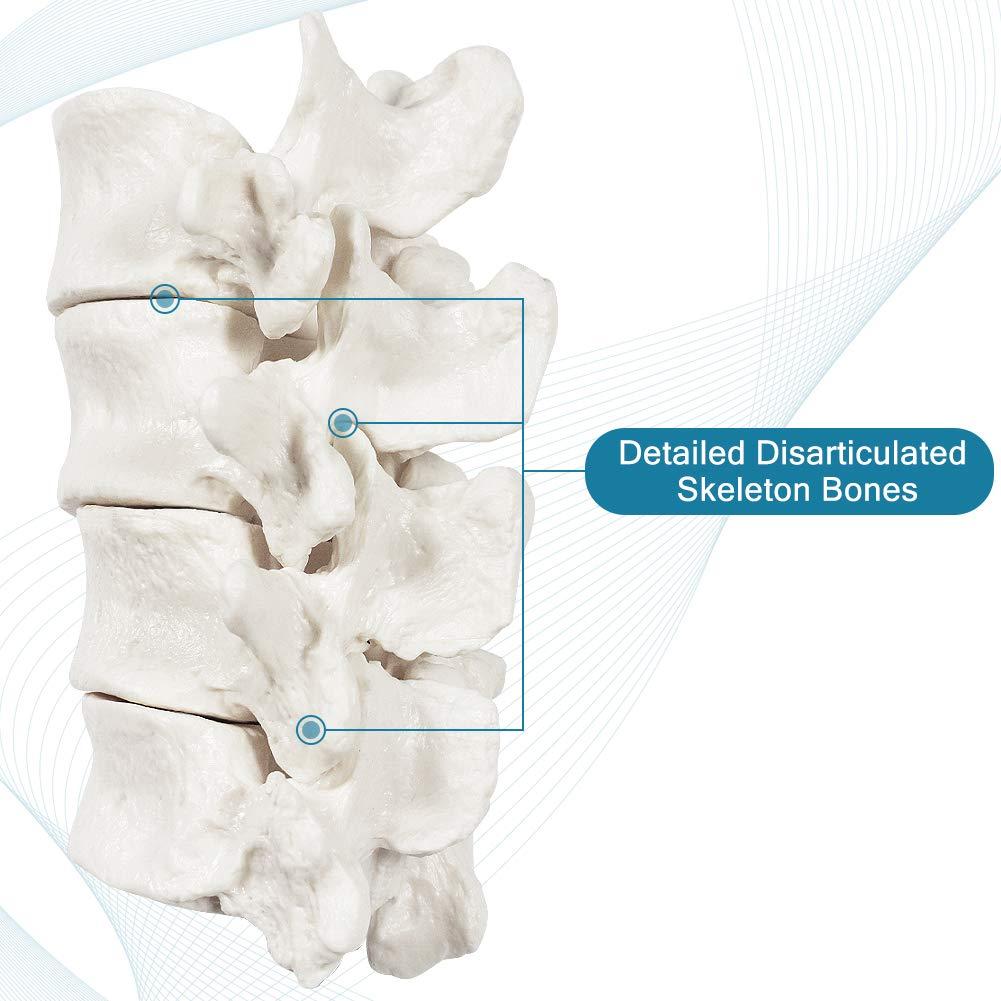 Esqueleto Humano Disarticulado Breesky 206 Huesos 3 Partes