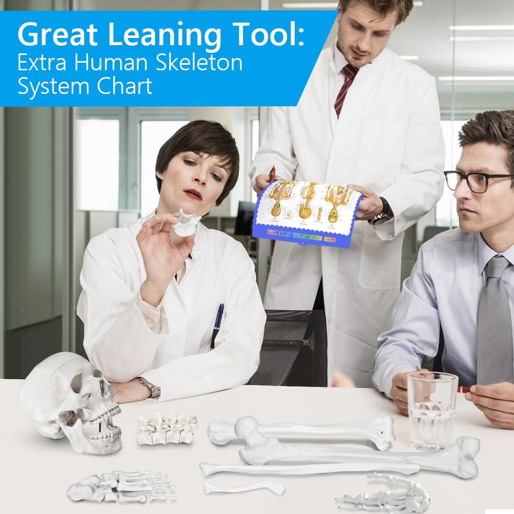 Esqueleto Humano Disarticulado Breesky 206 Huesos 3 Partes