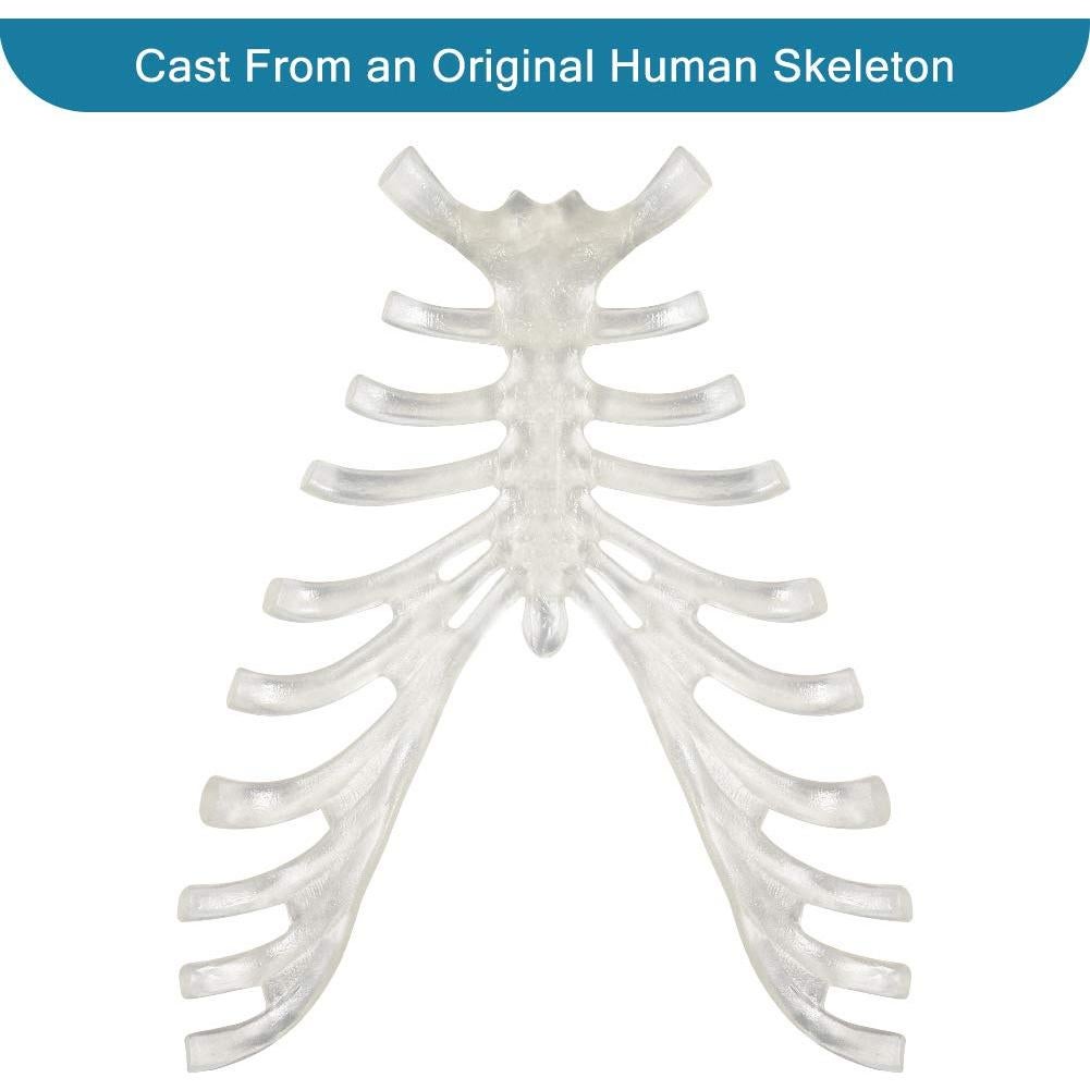 Esqueleto Humano Disarticulado Breesky 206 Huesos 3 Partes