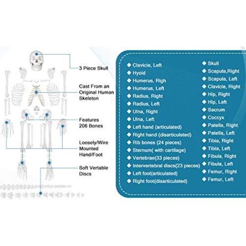 Esqueleto Humano Disarticulado Breesky 206 Huesos 3 Partes