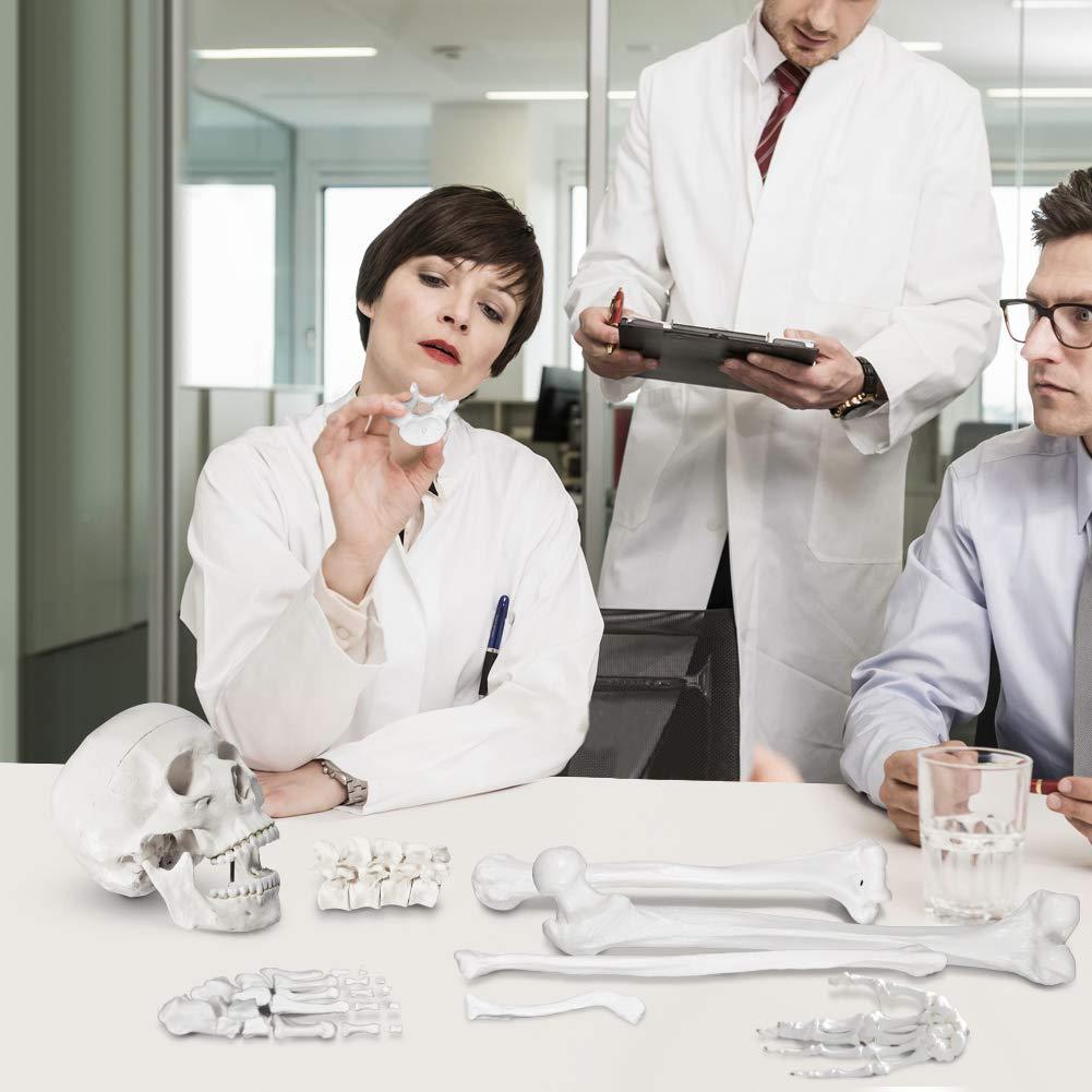 Esqueleto Humano Disarticulado Breesky 206 Huesos 3 Partes