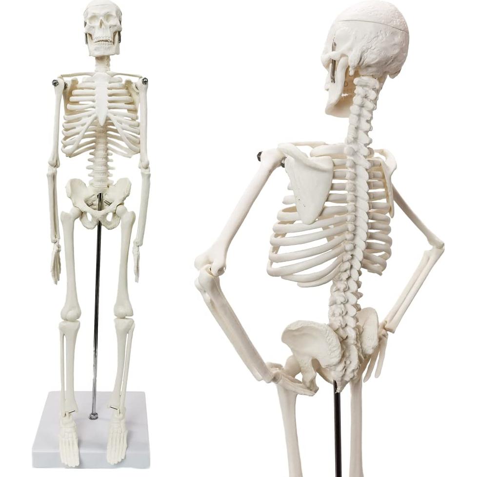 Modelo de Esqueleto Humano HADWYN 44.96 cm Articulado