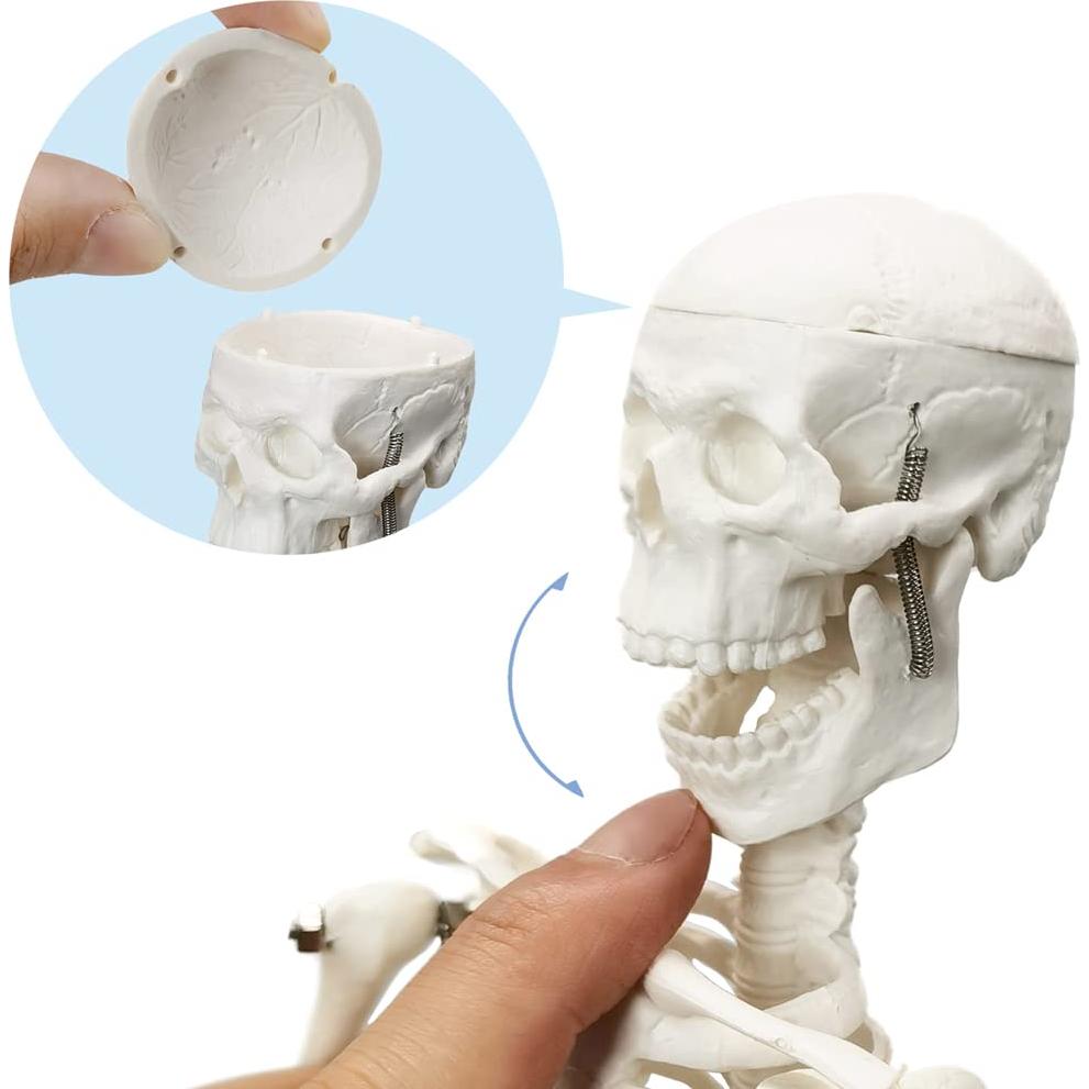 Modelo de Esqueleto Humano HADWYN 44.96 cm Articulado