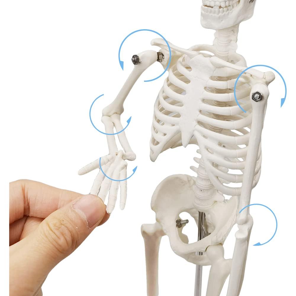 Modelo de Esqueleto Humano HADWYN 44.96 cm Articulado