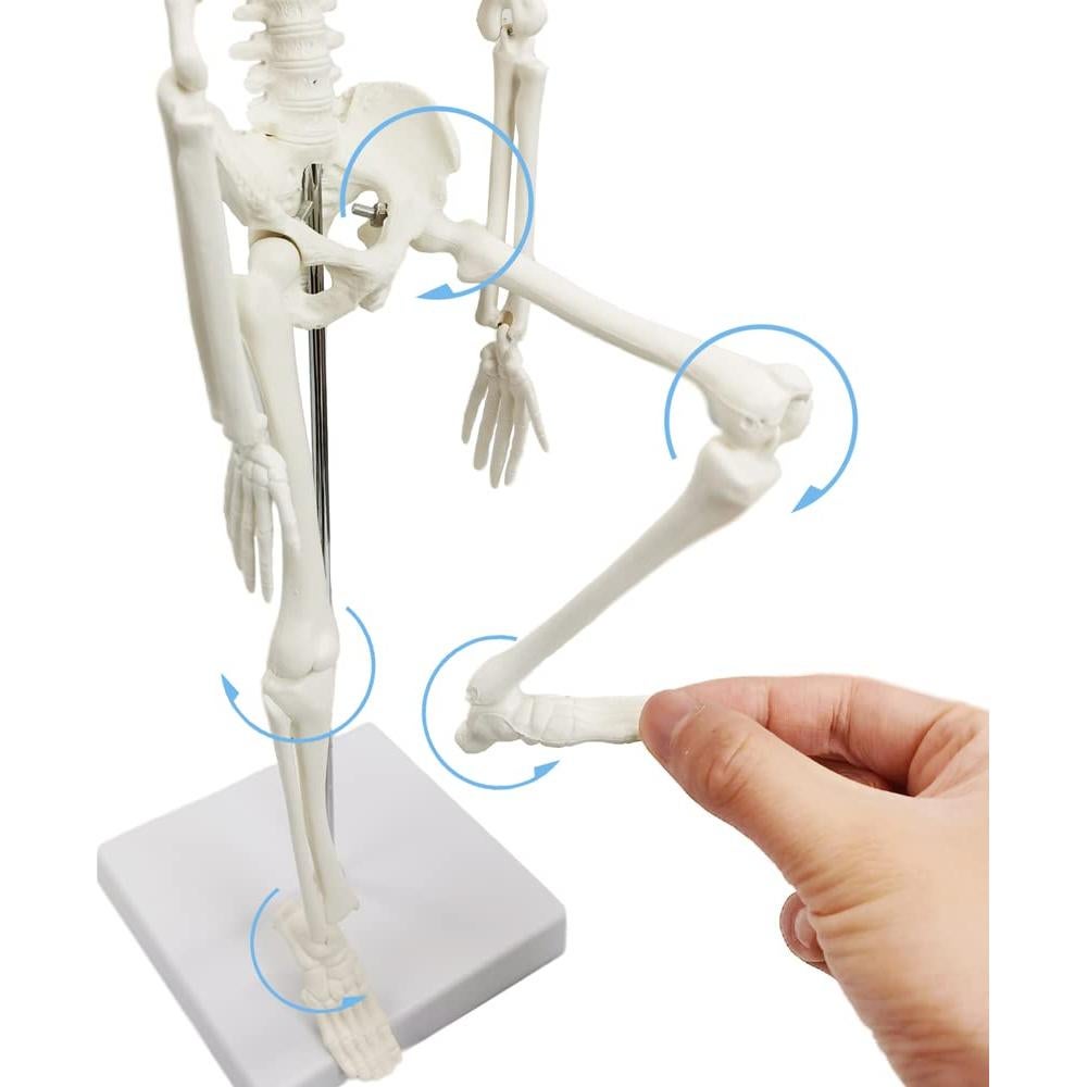Modelo de Esqueleto Humano HADWYN 44.96 cm Articulado