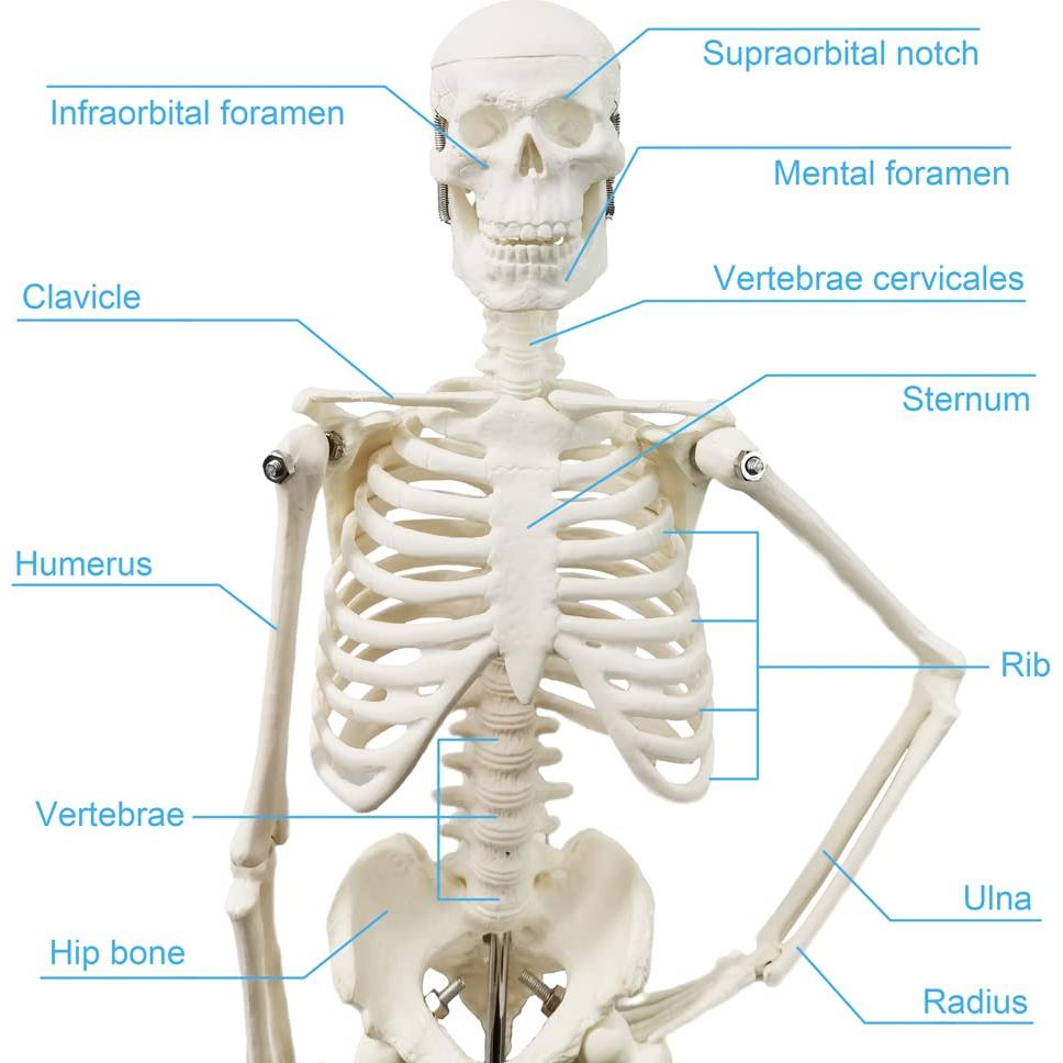 Modelo de Esqueleto Humano HADWYN 44.96 cm Articulado