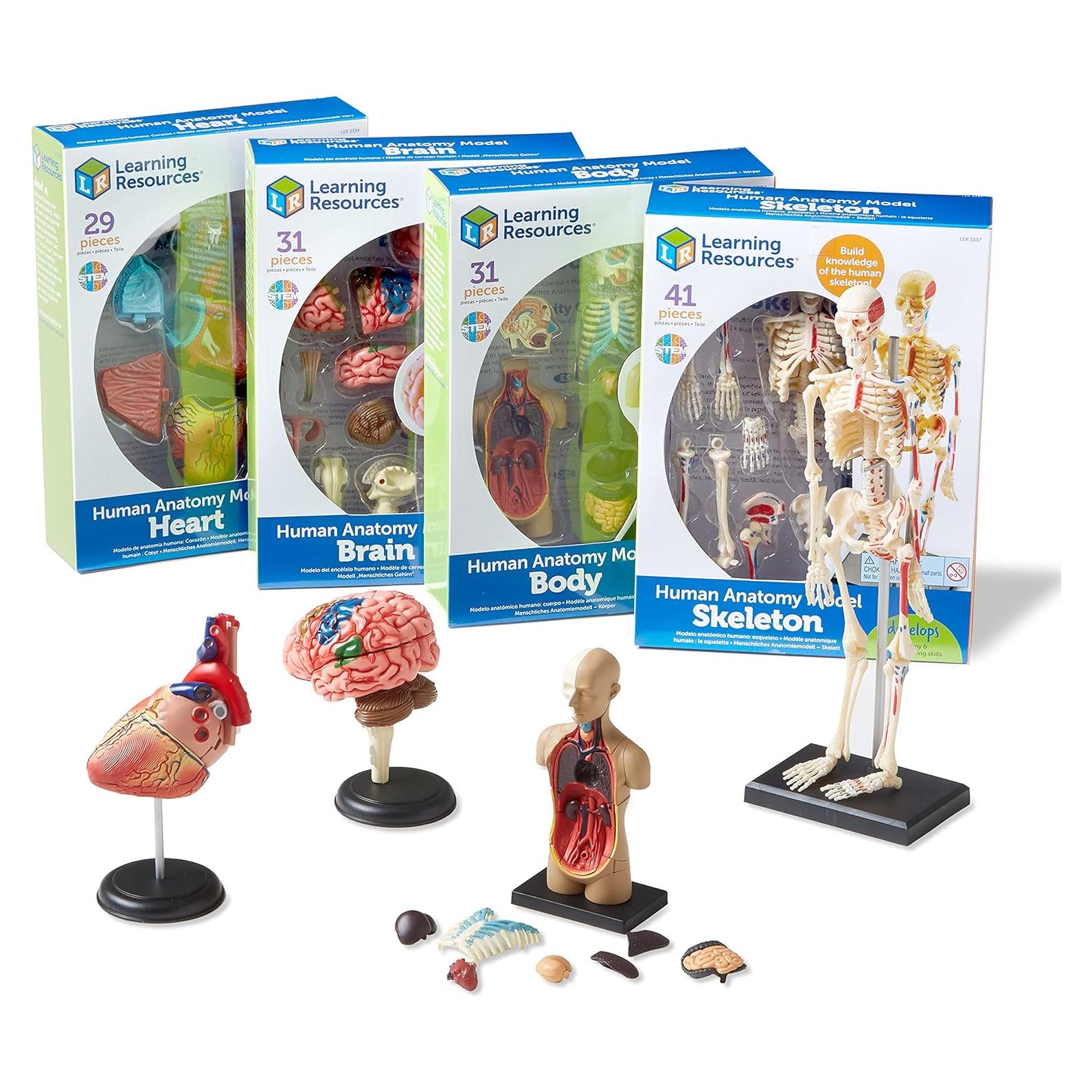 Conjunto de Anatomía Learning Resources - 4 Modelos Educativos