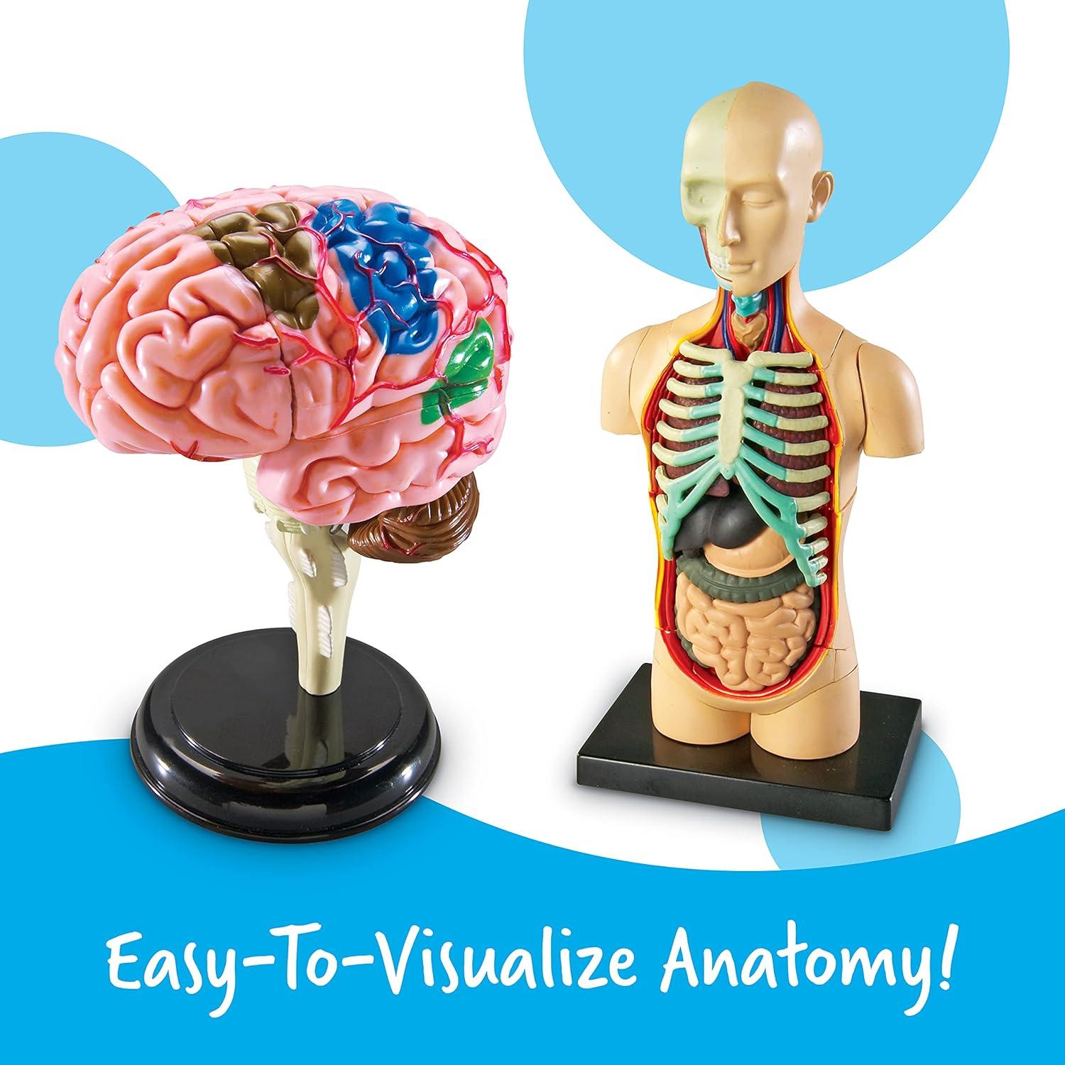 Conjunto de Anatomía Learning Resources - 4 Modelos Educativos
