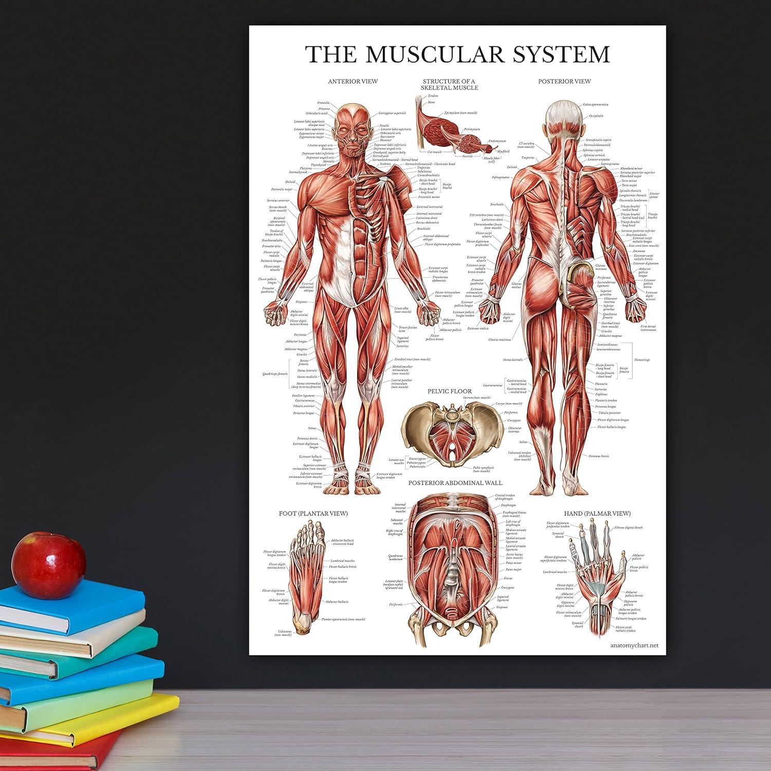 Conjunto de Pósters de Anatomía Palace Learning - 3 Pósters Laminados