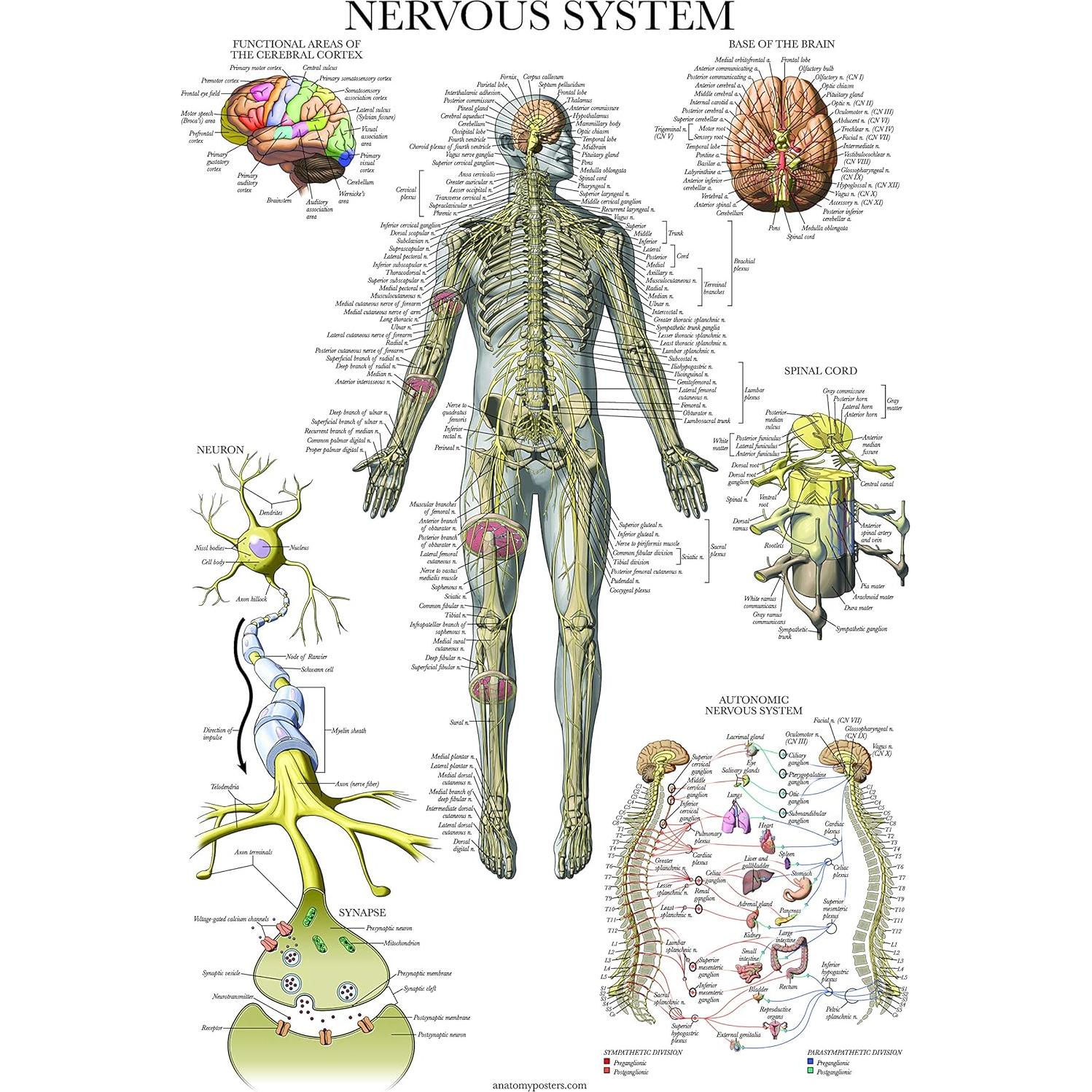 Conjunto de Pósters de Anatomía Palace Learning - 3 Pósters Laminados