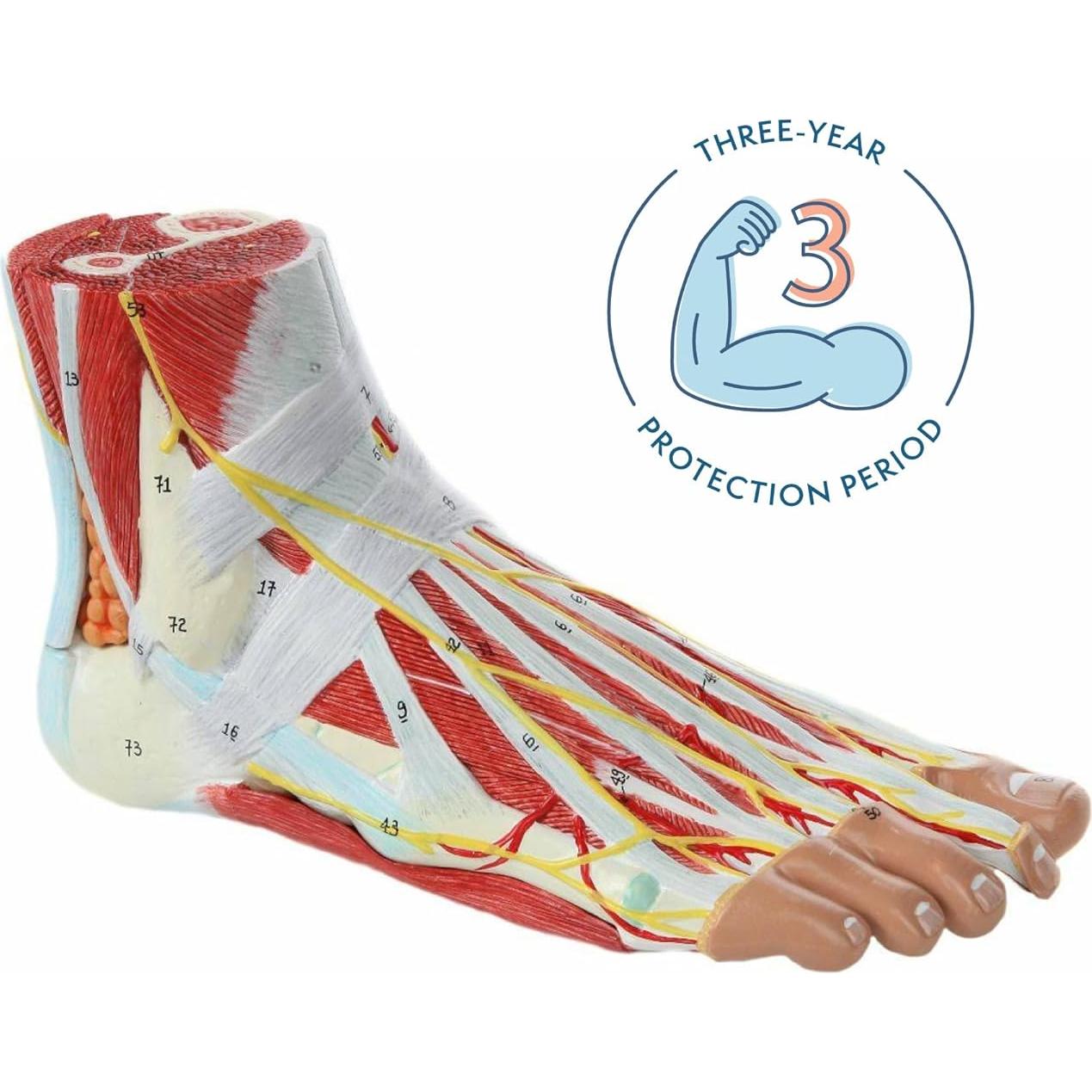 Modelo de Anatomía del Pie Axis Scientific 9 Partes Detalladas