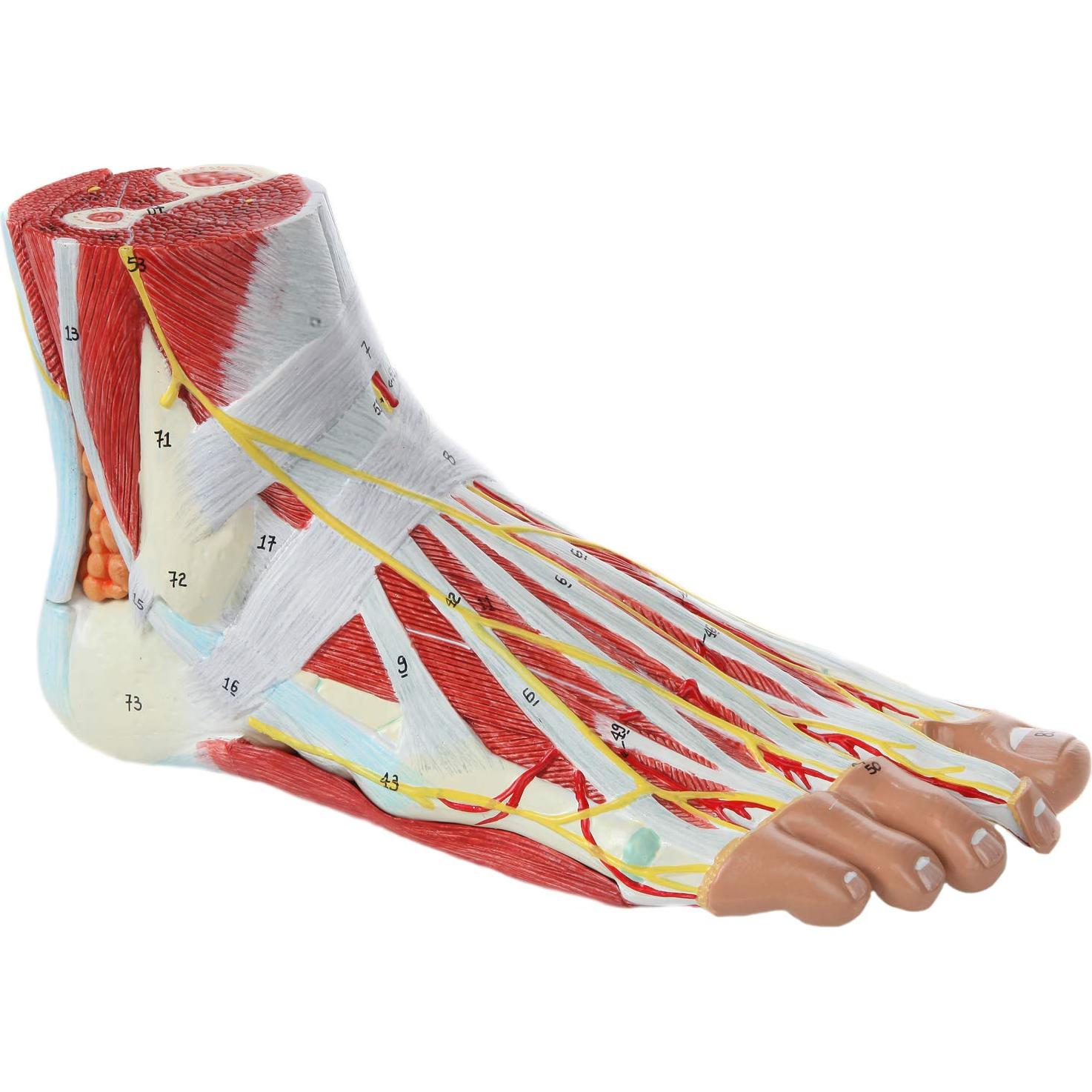 Modelo de Anatomía del Pie Axis Scientific 9 Partes Detalladas