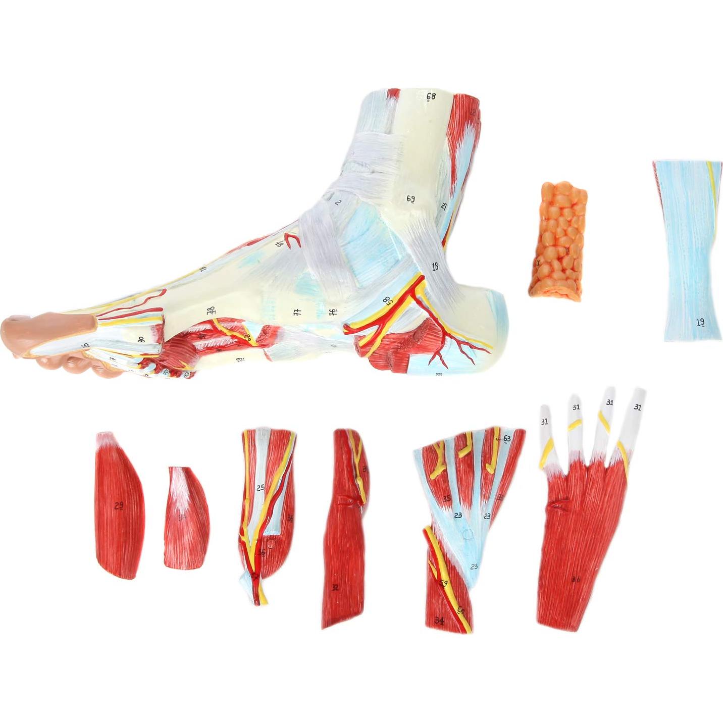 Modelo de Anatomía del Pie Axis Scientific 9 Partes Detalladas