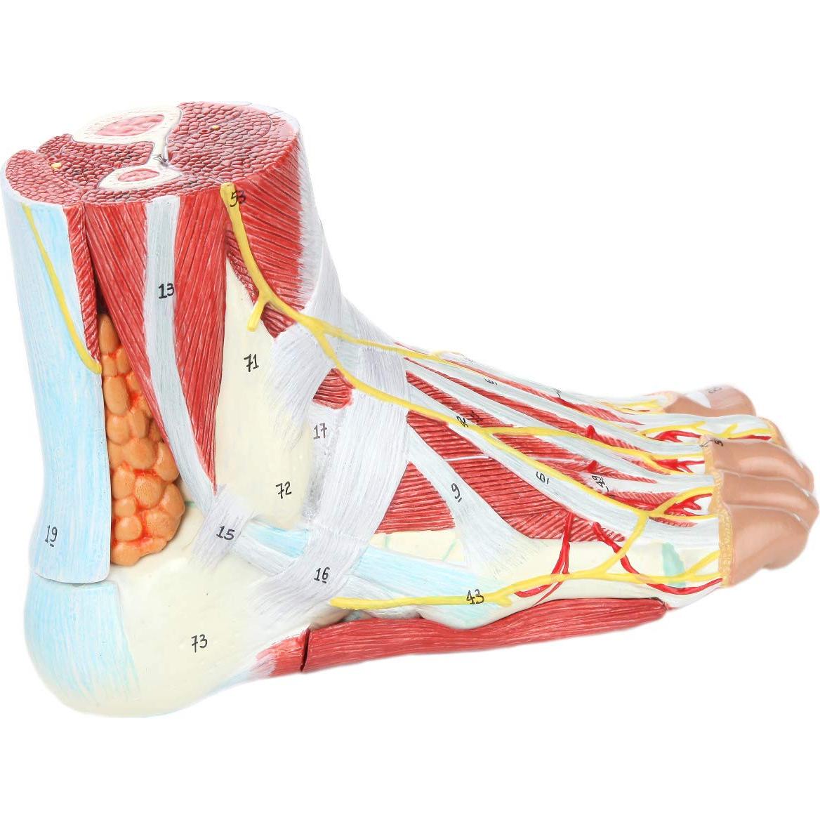 Modelo de Anatomía del Pie Axis Scientific 9 Partes Detalladas