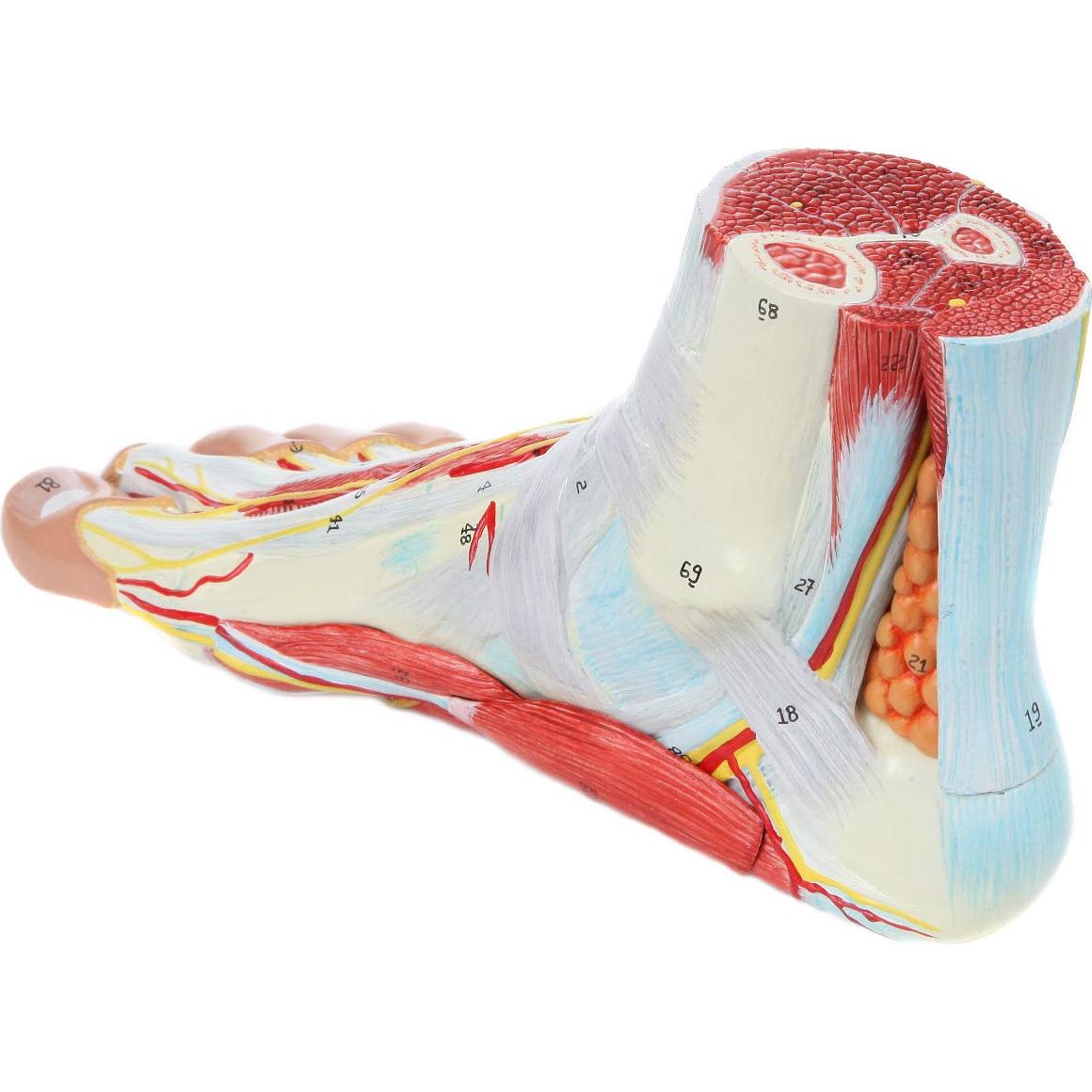 Modelo de Anatomía del Pie Axis Scientific 9 Partes Detalladas