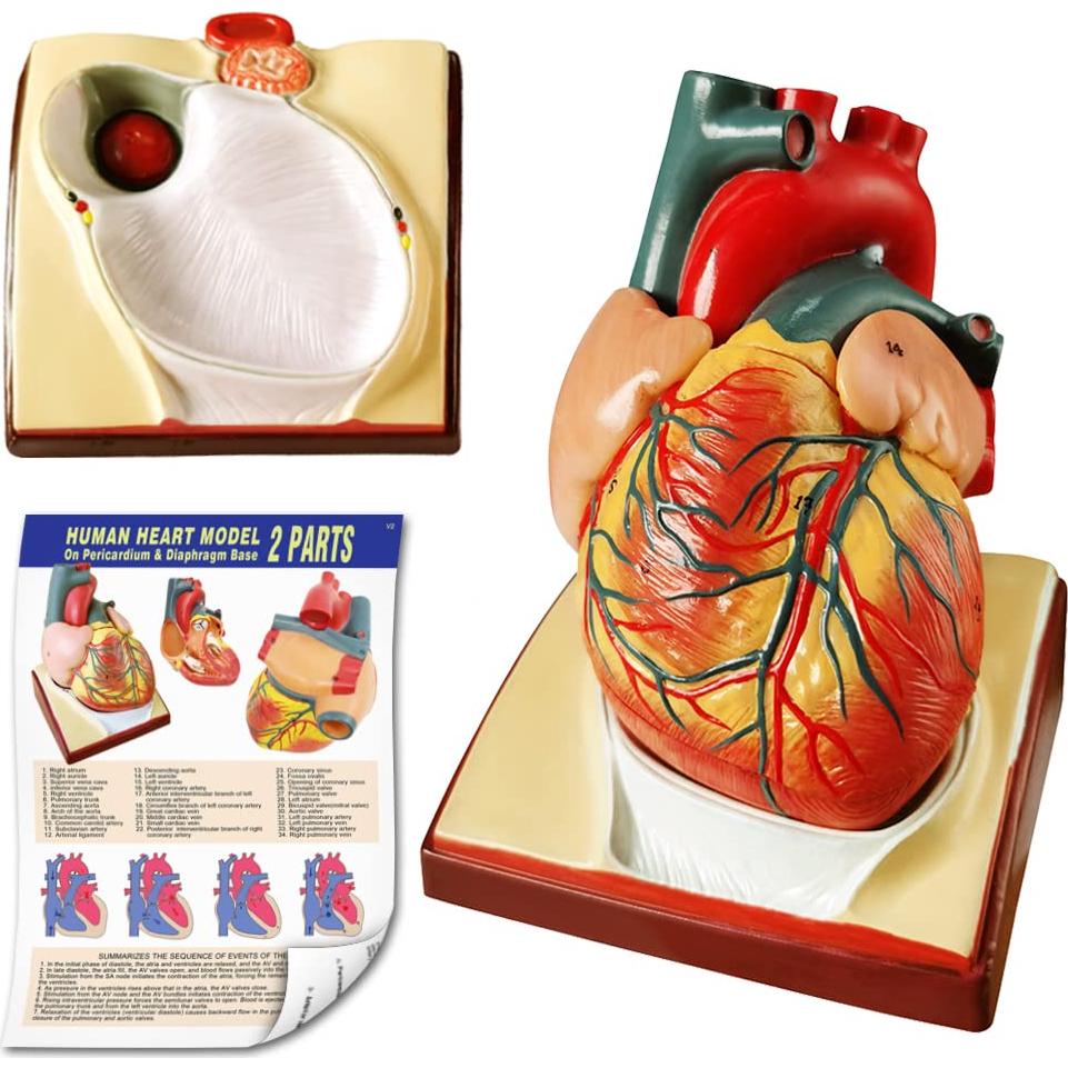 Modelo de Esqueleto Humano y Corazón 3 Piezas NUEVO HORIZONTE