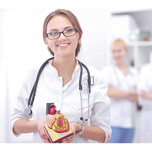 Modelo de Esqueleto Humano y Corazón 3 Piezas NUEVO HORIZONTE