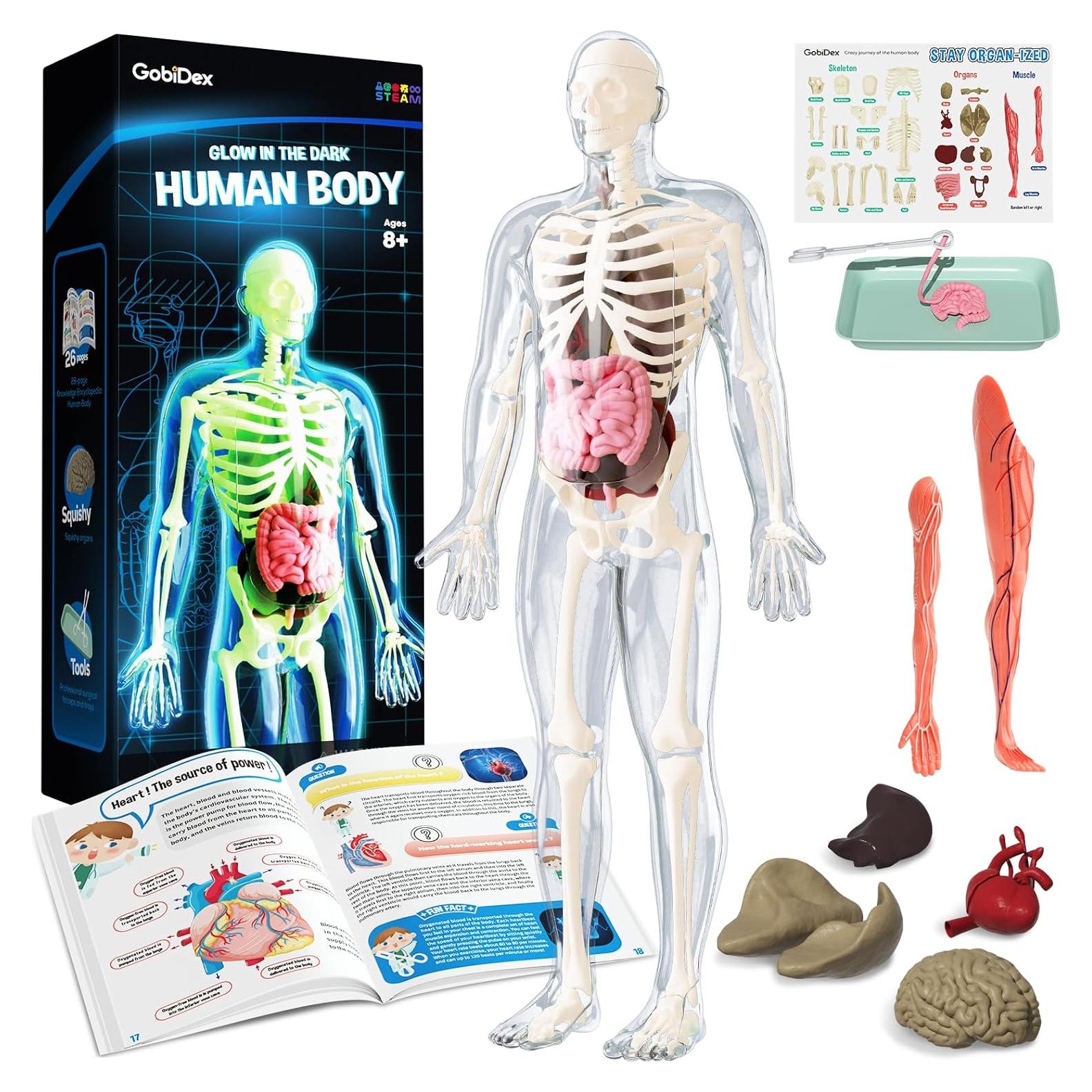 Modelo de Esqueleto Humano GobiDex 32 cm Brilla en la Oscuridad