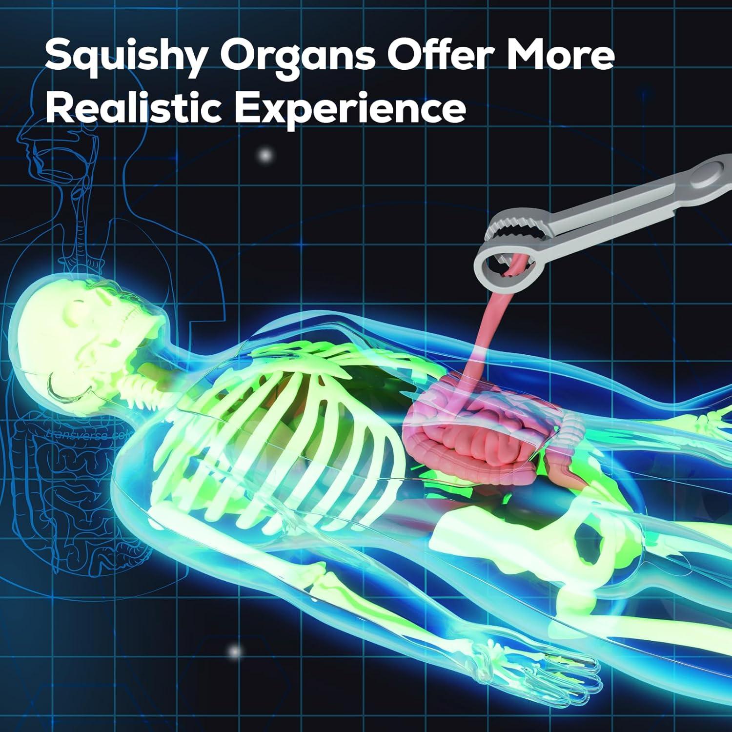 Modelo de Esqueleto Humano GobiDex 32 cm Brilla en la Oscuridad