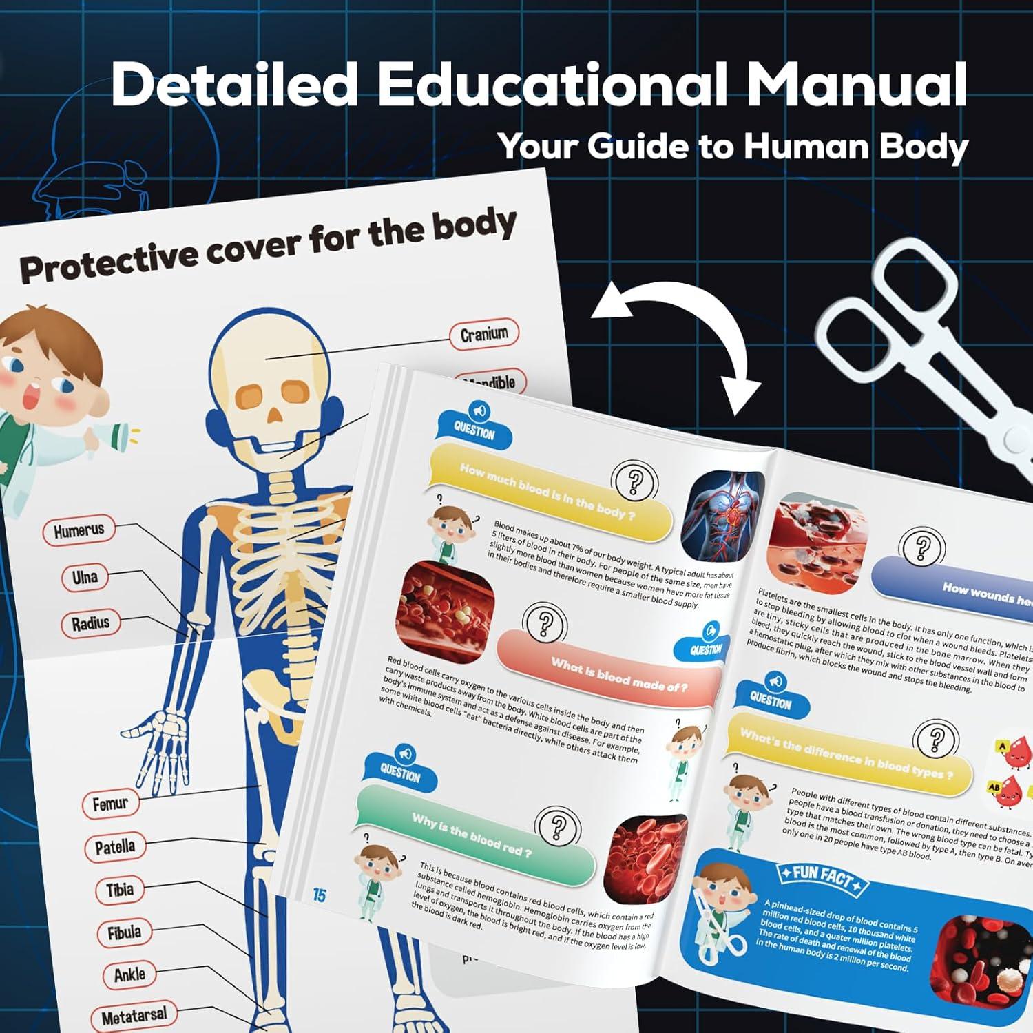 Modelo de Esqueleto Humano GobiDex 32 cm Brilla en la Oscuridad