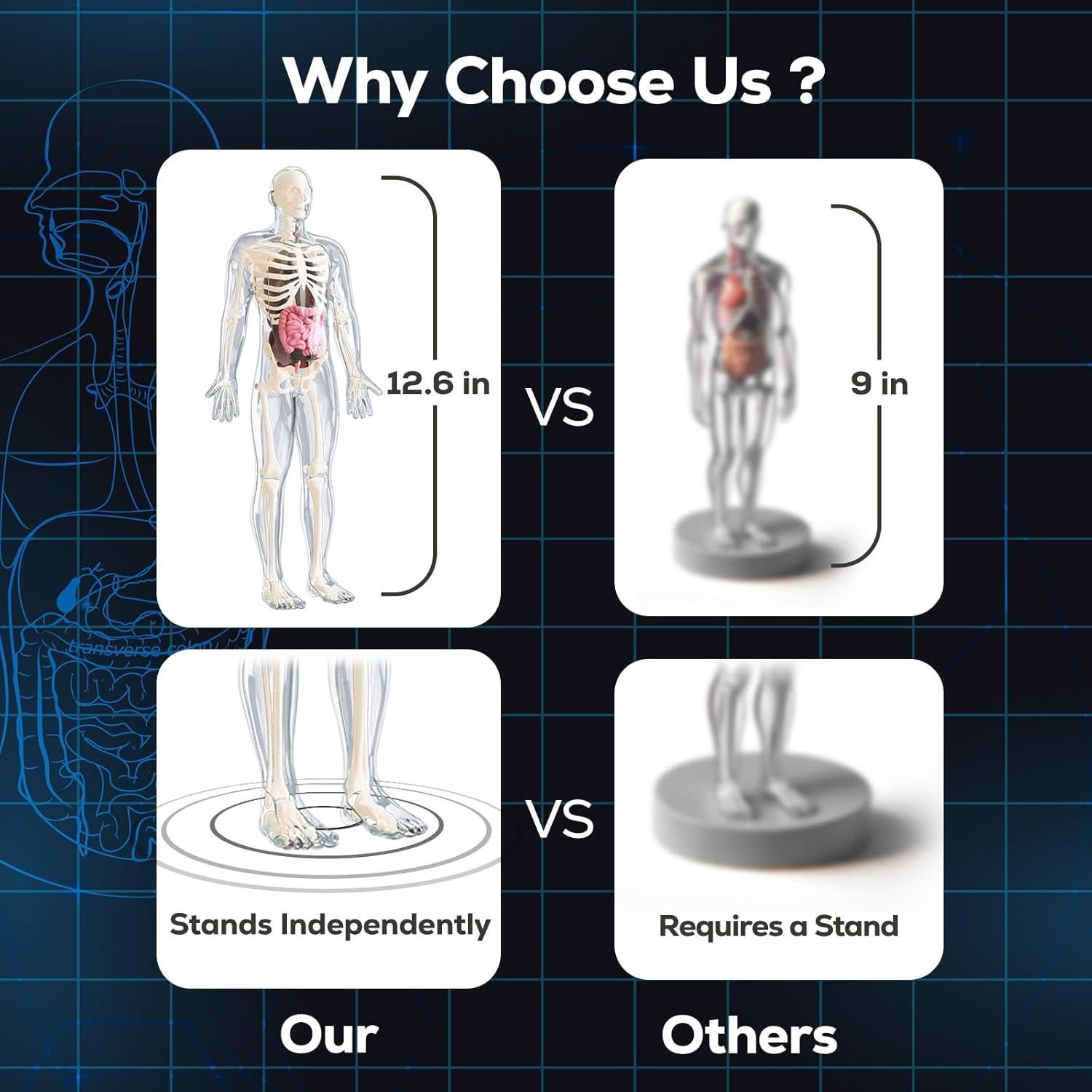 Modelo de Esqueleto Humano GobiDex 32 cm Brilla en la Oscuridad
