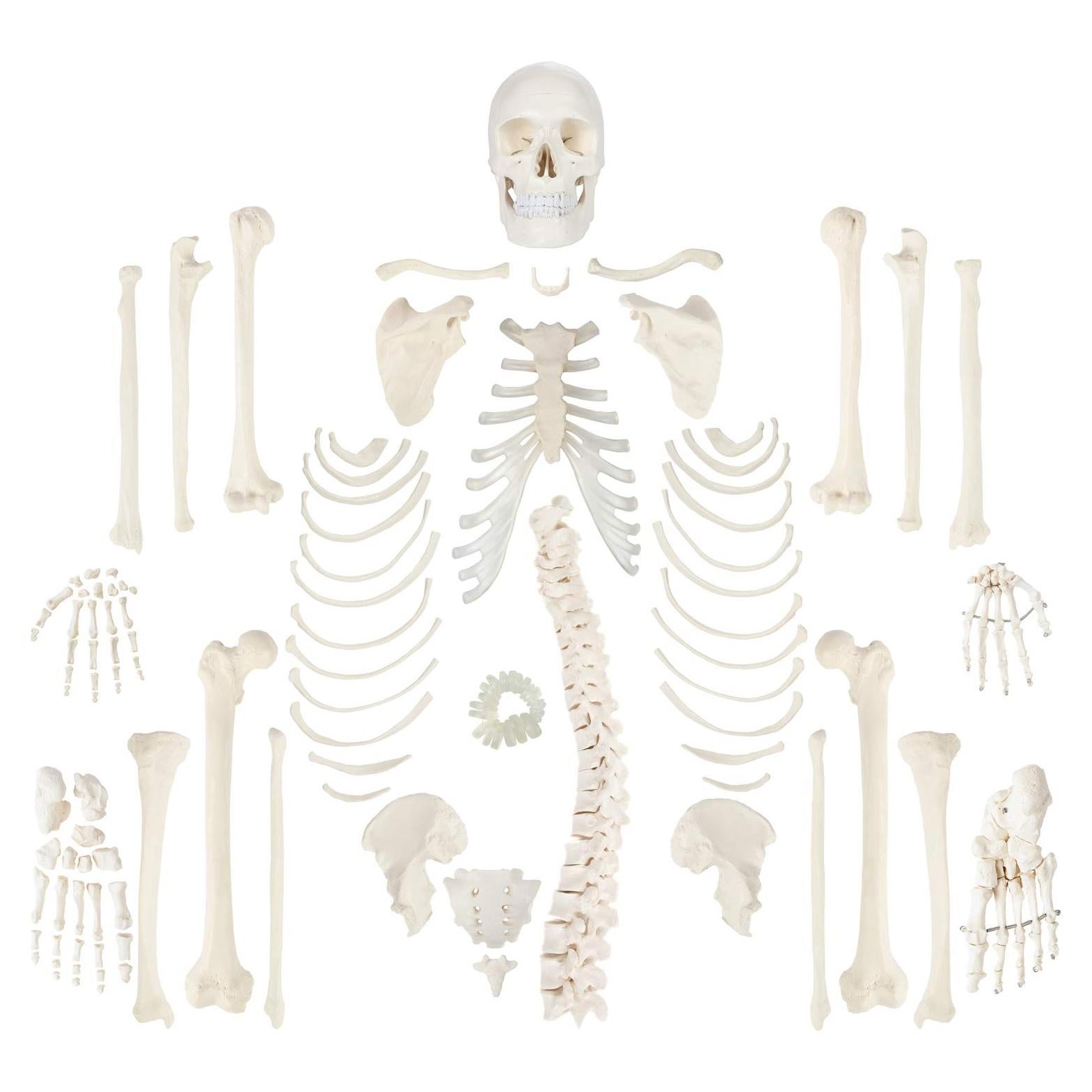 Esqueleto Humano Desarticulado a Tamaño Real Axis Scientific