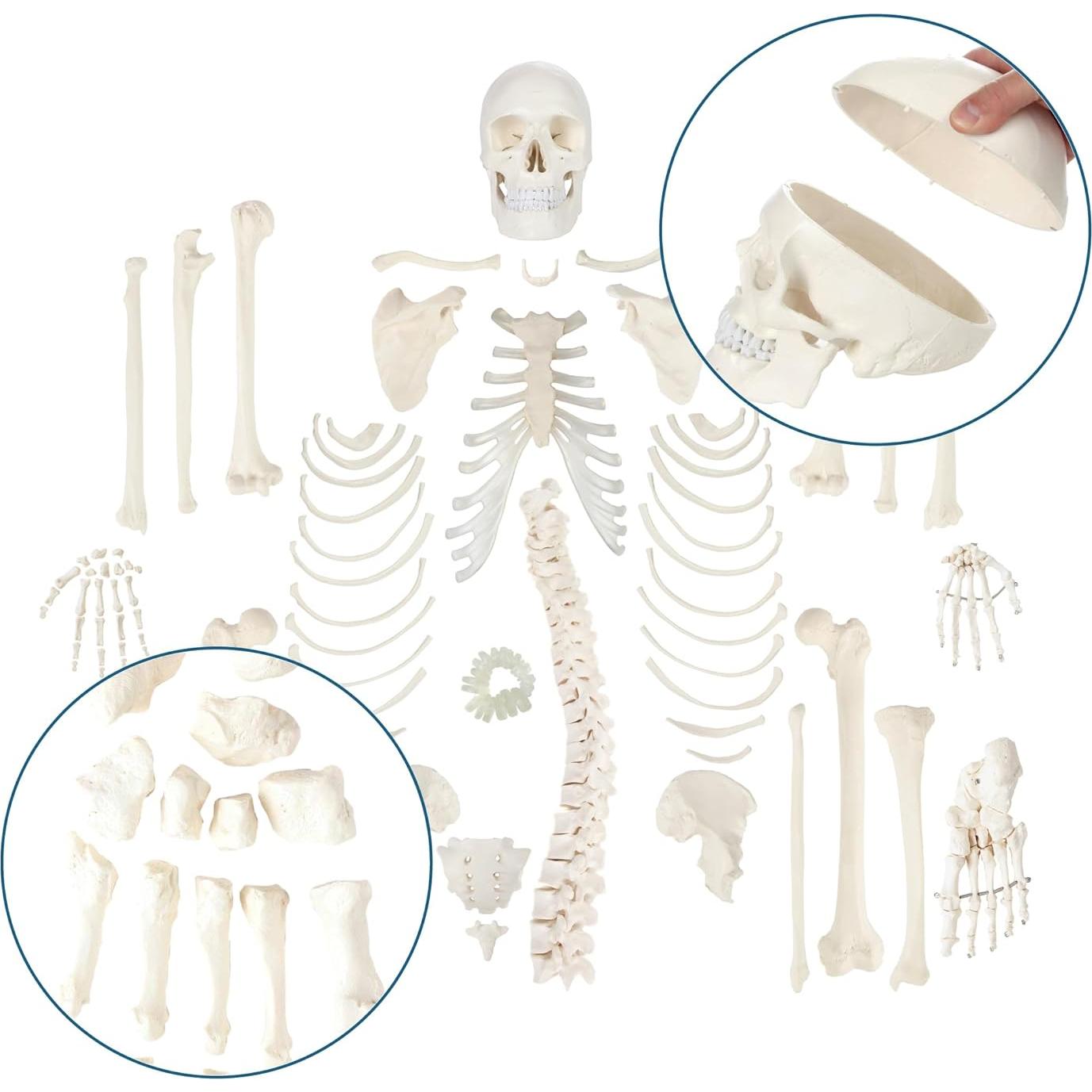 Esqueleto Humano Desarticulado a Tamaño Real Axis Scientific