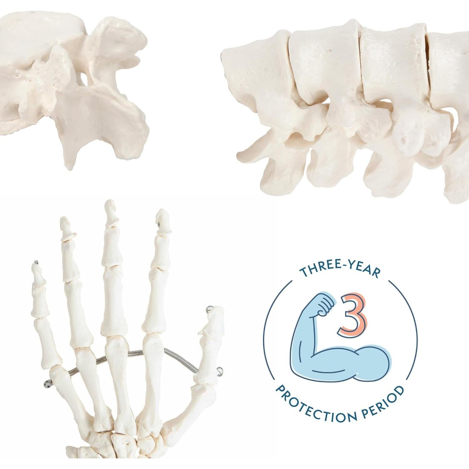 Esqueleto Humano Desarticulado a Tamaño Real Axis Scientific