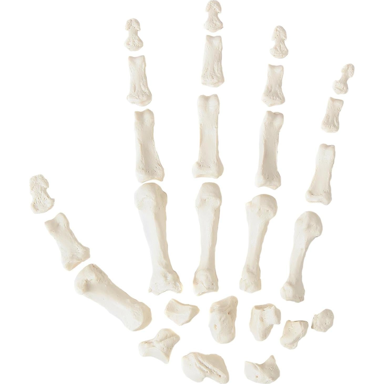 Esqueleto Humano Desarticulado a Tamaño Real Axis Scientific