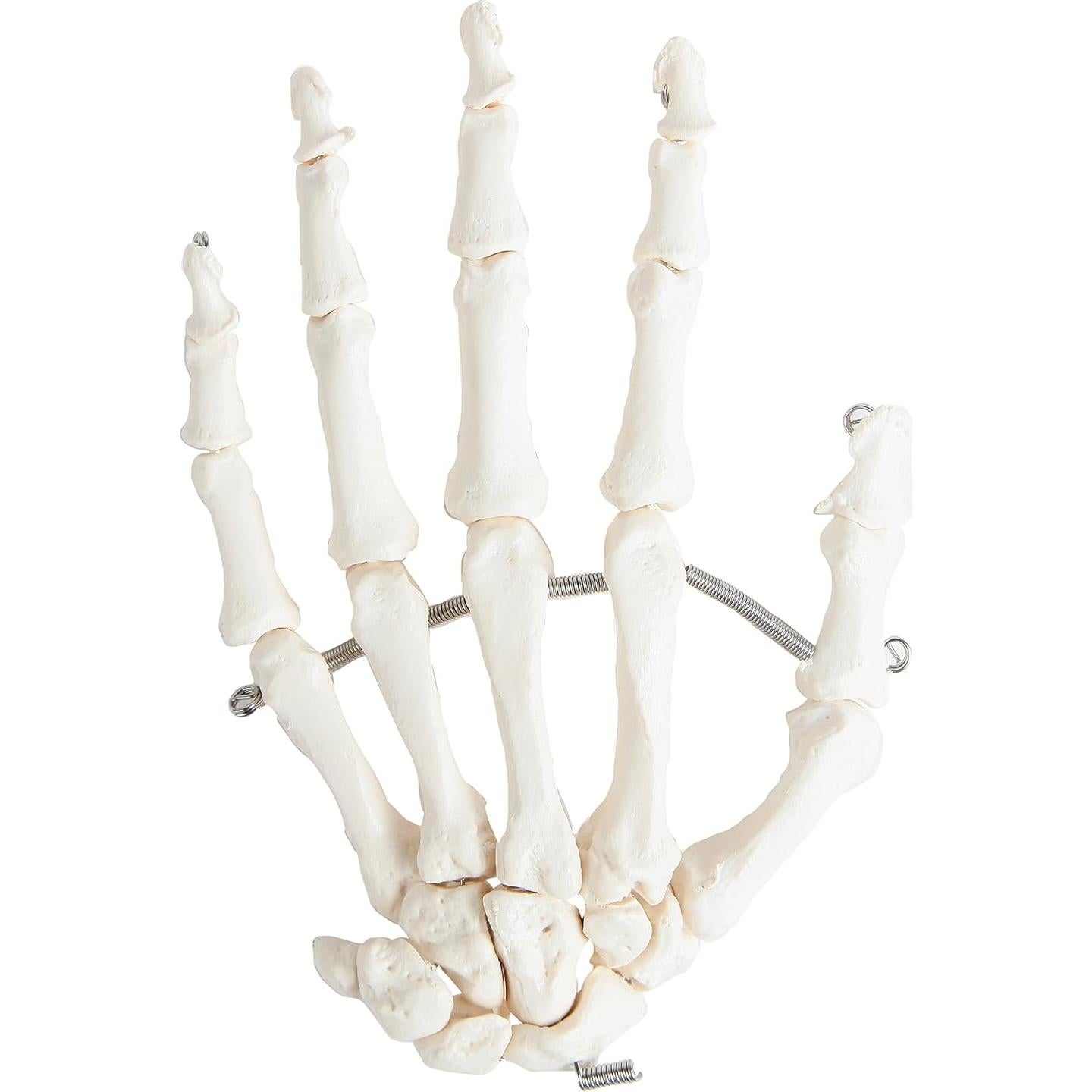 Esqueleto Humano Desarticulado a Tamaño Real Axis Scientific