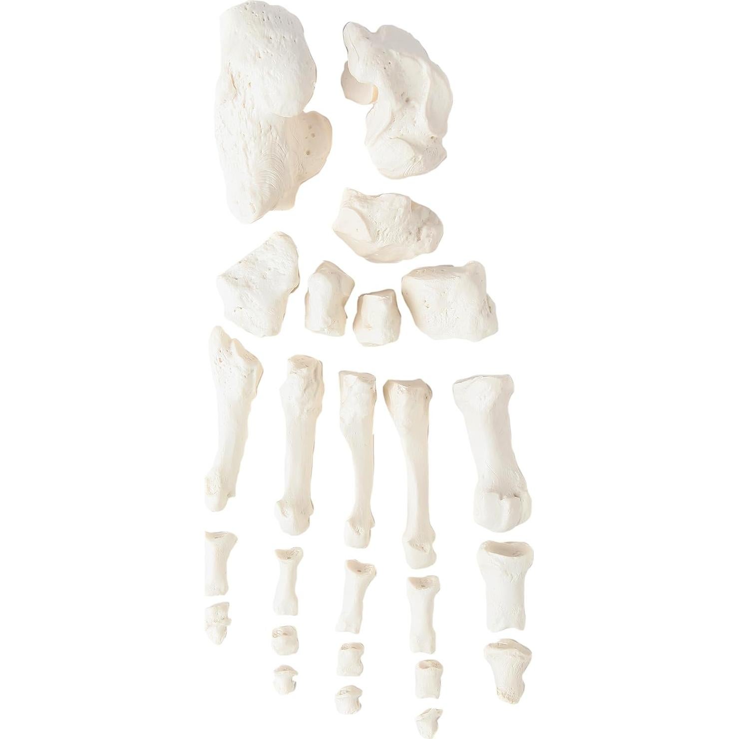 Esqueleto Humano Desarticulado a Tamaño Real Axis Scientific