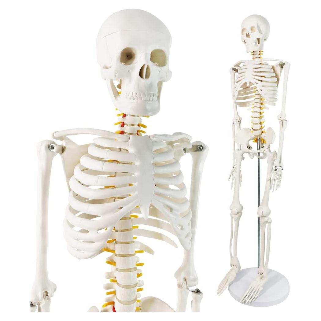 Modelo Mini Esqueleto Humano Evotech 85 cm con Soporte