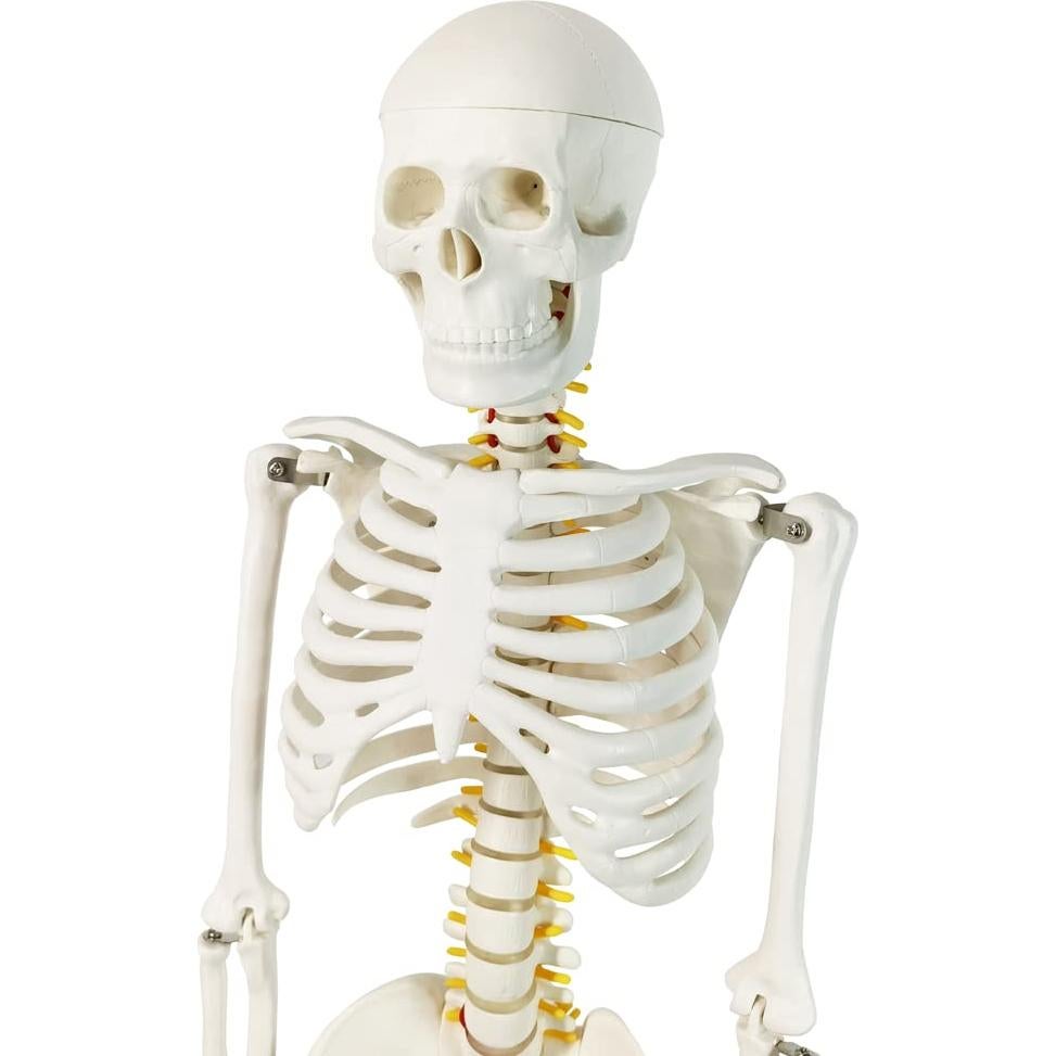 Modelo Mini Esqueleto Humano Evotech 85 cm con Soporte