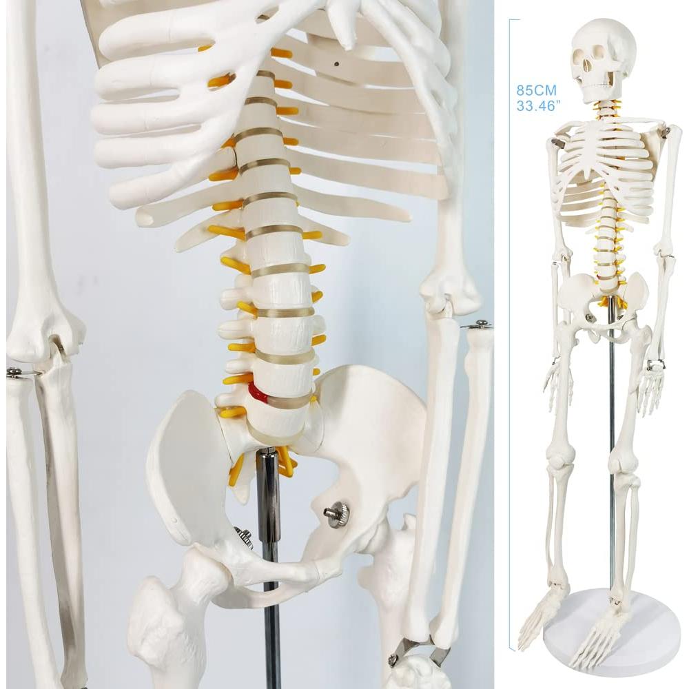Modelo Mini Esqueleto Humano Evotech 85 cm con Soporte