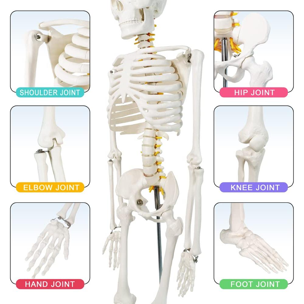 Modelo Mini Esqueleto Humano Evotech 85 cm con Soporte