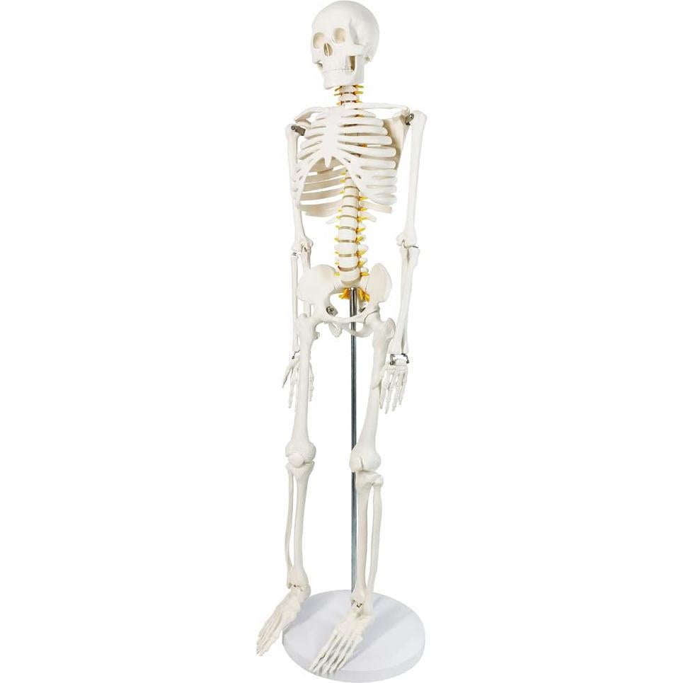 Modelo Mini Esqueleto Humano Evotech 85 cm con Soporte