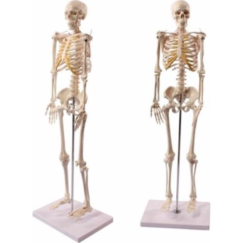 Esqueleto Humano Anatómico Wellden 85cm Desmontable