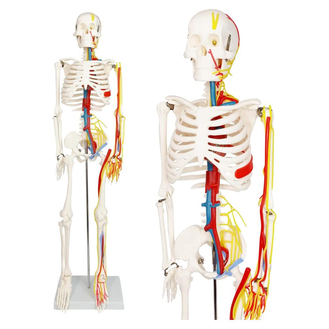Modelo Mini Esqueleto Humano Evotech 85 cm con Soporte