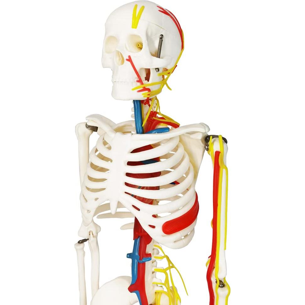 Modelo Mini Esqueleto Humano Evotech 85 cm con Soporte