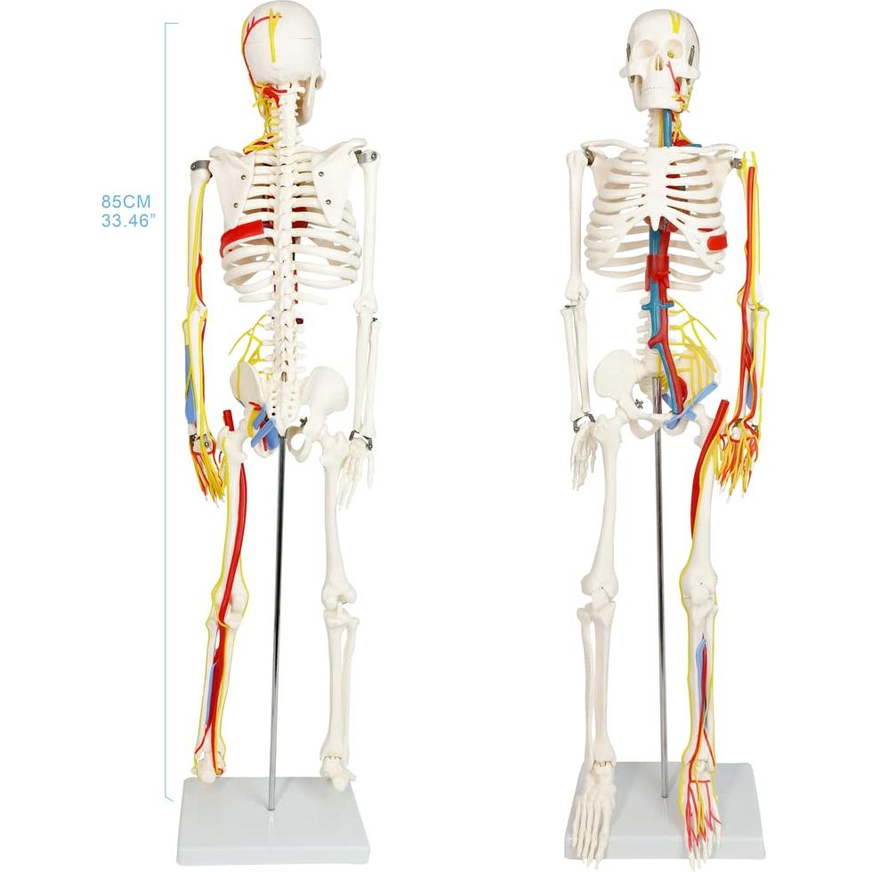 Modelo Mini Esqueleto Humano Evotech 85 cm con Soporte