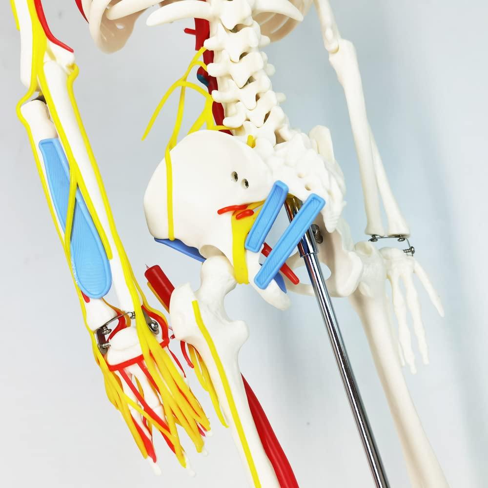 Modelo Mini Esqueleto Humano Evotech 85 cm con Soporte