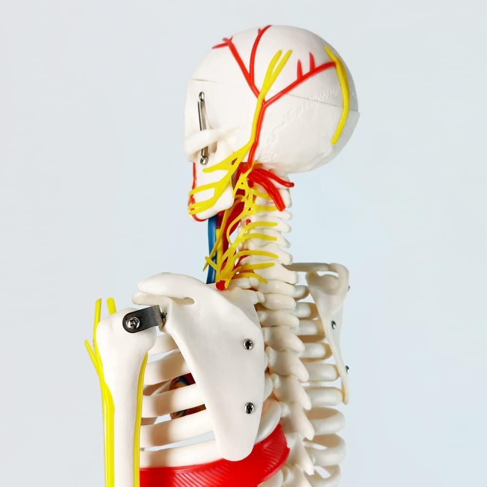 Modelo Mini Esqueleto Humano Evotech 85 cm con Soporte