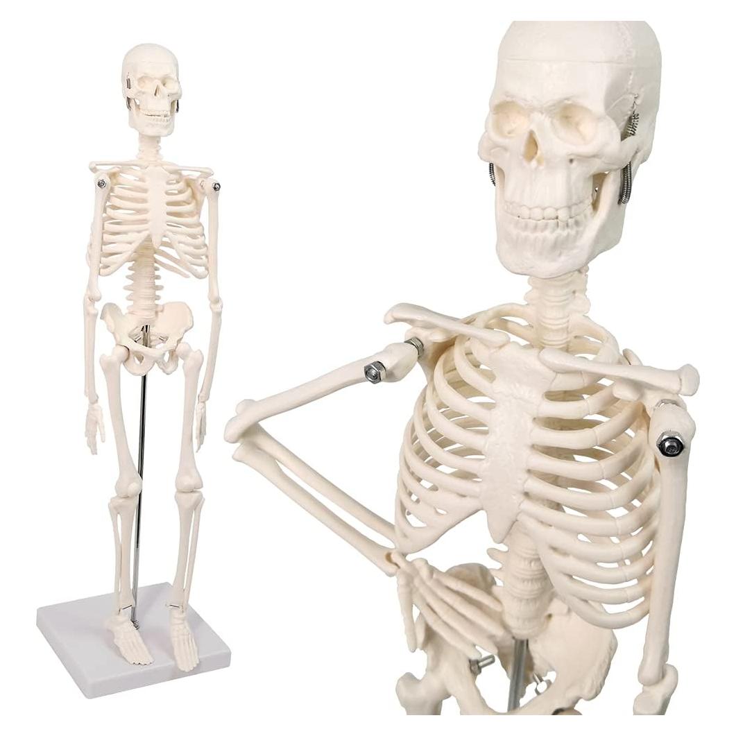 Modelo de Esqueleto Humano Mini Merinden 44.96 cm Móvil